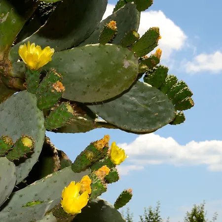 Toccacielo Village فندق