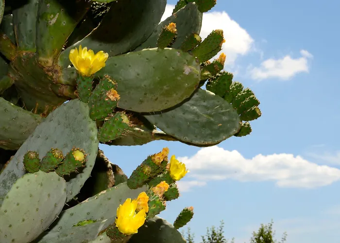 Toccacielo Village Hotel